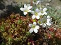2014-0509-1355_Saxifraga_17,2C